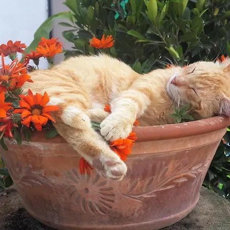 Kilim 호텔 달리안